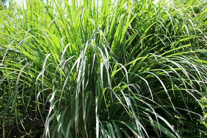 US Organic Citronella Essential Oil, USDA Certified, 100% Pure, 10 ml Pack of 2, Improved caps and droppers – Used for Skin Care, Many DIY Projects Like Candle Making and Much More