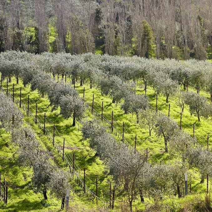 McEvoy Ranch Whipped Body Butter | ODE Olive Oil Beauty | 5.8 FL OZ | Crafted with Organic EVOO, Hyaluronic Acid, Organic Shea & Cocoa Butters | Nourishing, Brightening, Firming (Unscented)